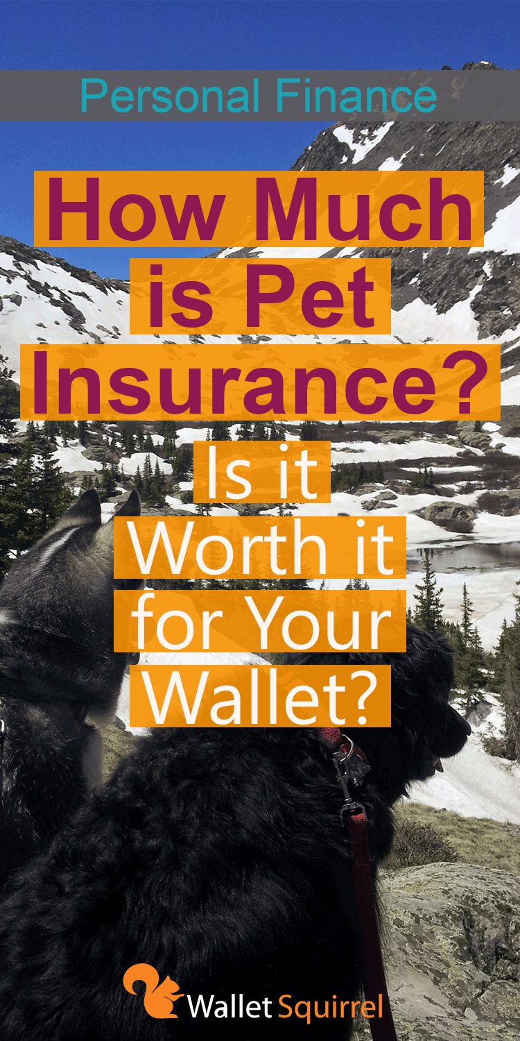 Looking to get pet insurance but don't know the answer to, "How Much is Pet Insurance?" We have you covered by looking into this questions with my own dog. Come explore as to if pet insurance is worth it. #pets #health #insurance #personalfinance