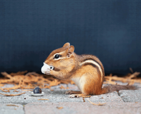 A funny wallet squirrel.