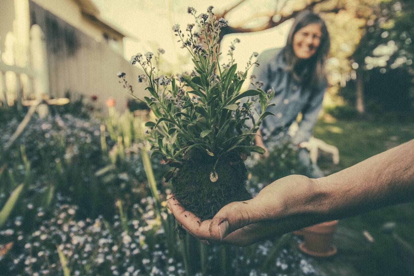 Pennies Help Gardens Against Bugs - Facts About Money